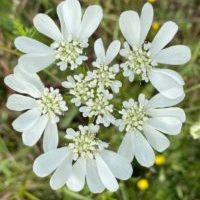 caucalis a grande fleur caucalis a grande fleur